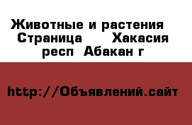  Животные и растения - Страница 11 . Хакасия респ.,Абакан г.